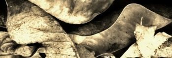 "Leaves Sepia Abstract"