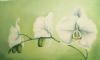 "White Orchid"