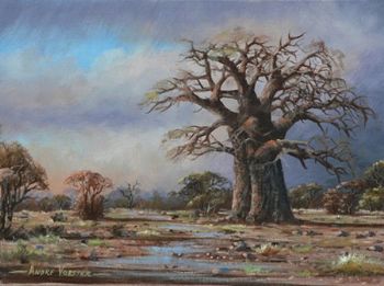 "Bushveld Baobab "