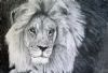 "Lion Male"