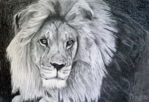 "Lion Male"