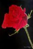 "Red Rose 2"