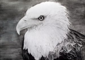 "African Fish Eagle portrait"