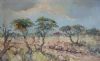 "Bushveld Namibia"