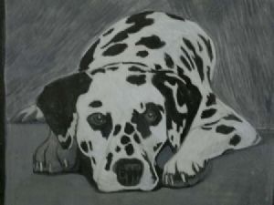 "dalmatian"