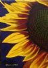 "sunlit sunflower"