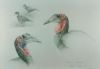 "Southern Ground-Hornbills"