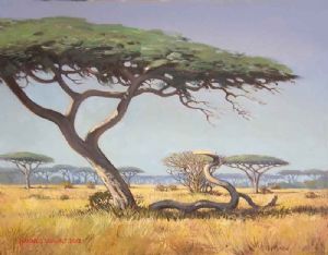 "Umbrella Thorn Trees"