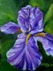 "Iris Miniature"