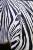 "Zebra Abstract"