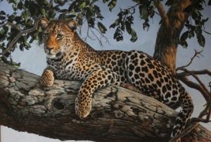 "Leopard in tree"