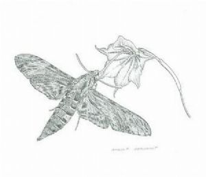 "Moth & Gladiolus"