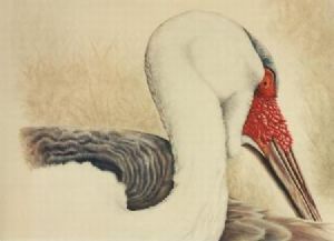 "Wattled crane"