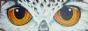 "Owls Eyes"