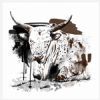 "Nguni Bull"