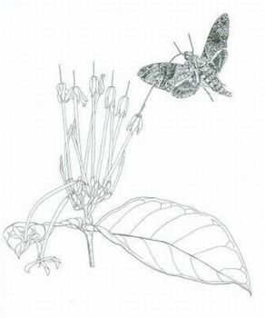 "Moth & Oxyanthus"