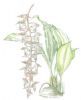 "Brown-flowered orchid"