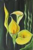 "Yellow Arums"
