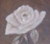 "Sepia Rose"
