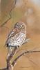 "Barred Owlet"
