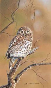 "Barred Owlet"