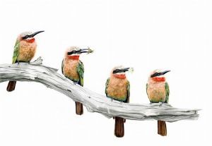 "White Fronted Bee-Eaters"