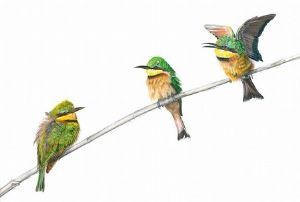 "Little Bee-eaters"