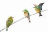 "Little Bee-eaters"