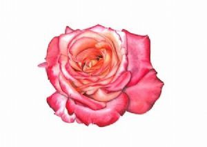 "The Rose"