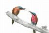 "Carmine Bee-Eaters"