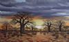 "Five Baobab Sunset"