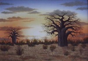 "Baobab Sunset"