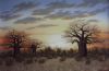 "Three Baobab Sunset "