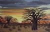 "Baobab and Kudu Sunset"