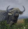 "Buffalo Head"