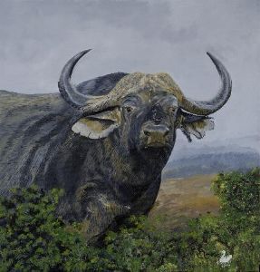 "Buffalo Head"