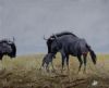 "Blue Wildebeest"