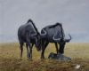 "Blue Wildebeest 1"