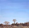 "Kokerbooms in Late Afternoon Light"