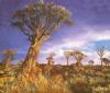 "After the Storm | Kokerboom Study"