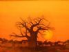 "Baobab"