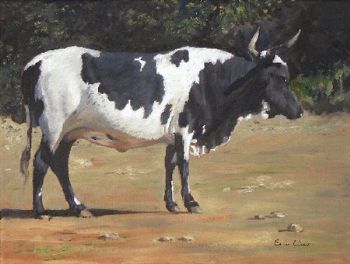 "Nguni 29"
