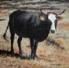 "Nguni 28"