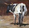 "Nguni 27"