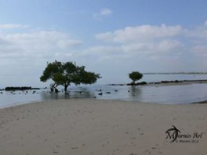 "Tree in Water"