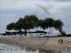 "Trees in Water - Mangrove"