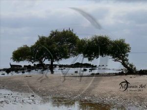 "Trees in Water - Mangrove"