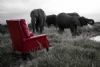 "Elephants, My Father's Chair"