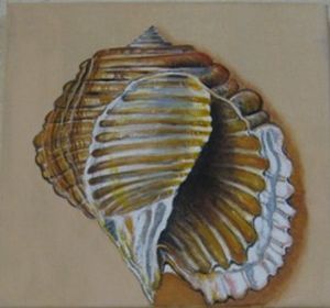 "Tonna Luteostoma"