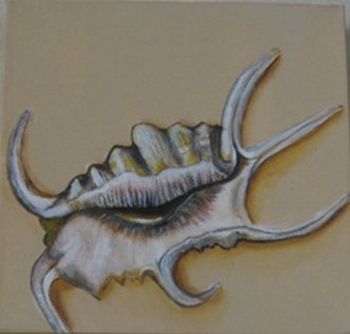 "Lambis Rugosa"